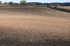 Planting the soil