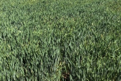 Crop