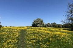 Meadow near Normanton on the Wolds