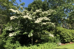 Blossom