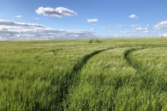 Crops