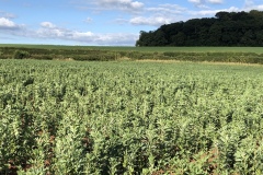 Crops