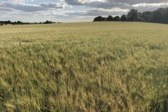 Crops