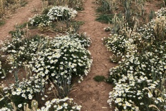 Wild flowers